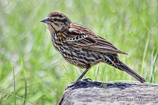 Red-winged Blackbird_53264.jpg - Female Red-winged Blackbird (Agelaius phoeniceus) photographed at Ottawa, Ontario - the capital of Canada.